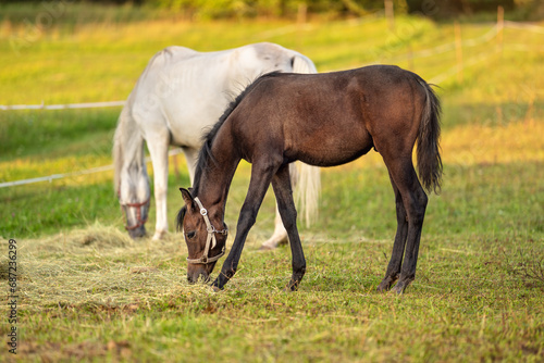 Dark brown Arabian horse foal grazing over green grass field, another animal in background, afternoon sun shines over