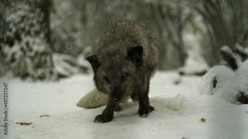 Video of Arctic fox in zoo
