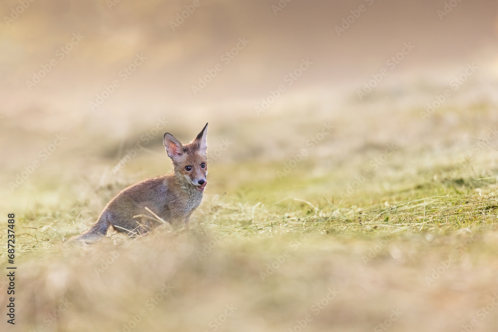 Portrait of cute fox cub posing in the field looking at the camera in early morning sunlight.   Horizontally. 