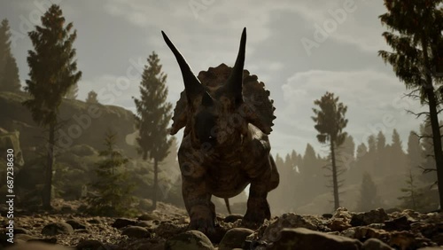 3D Cinematic Animation Of A Triceratops Dinosaur, Walking Close Up