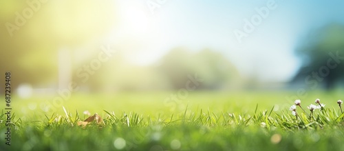 Spring nature with a tidy lawn trees and a blue sky on a sunny day Copy space image Place for adding text or design