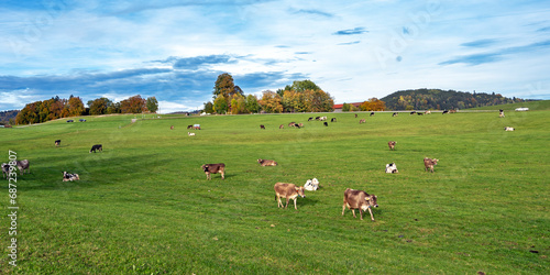 Kühe