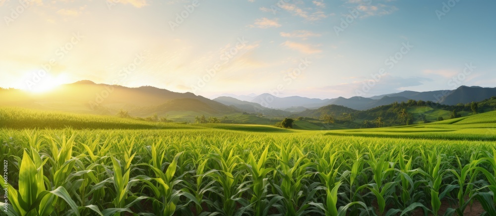 Sunrise backdrop showcasing a wide view of a fresh corn field plantation Copy space image Place for adding text or design - obrazy, fototapety, plakaty 