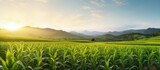 Sunrise backdrop showcasing a wide view of a fresh corn field plantation Copy space image Place for adding text or design