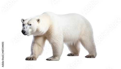 white bear isolated i white background PNG