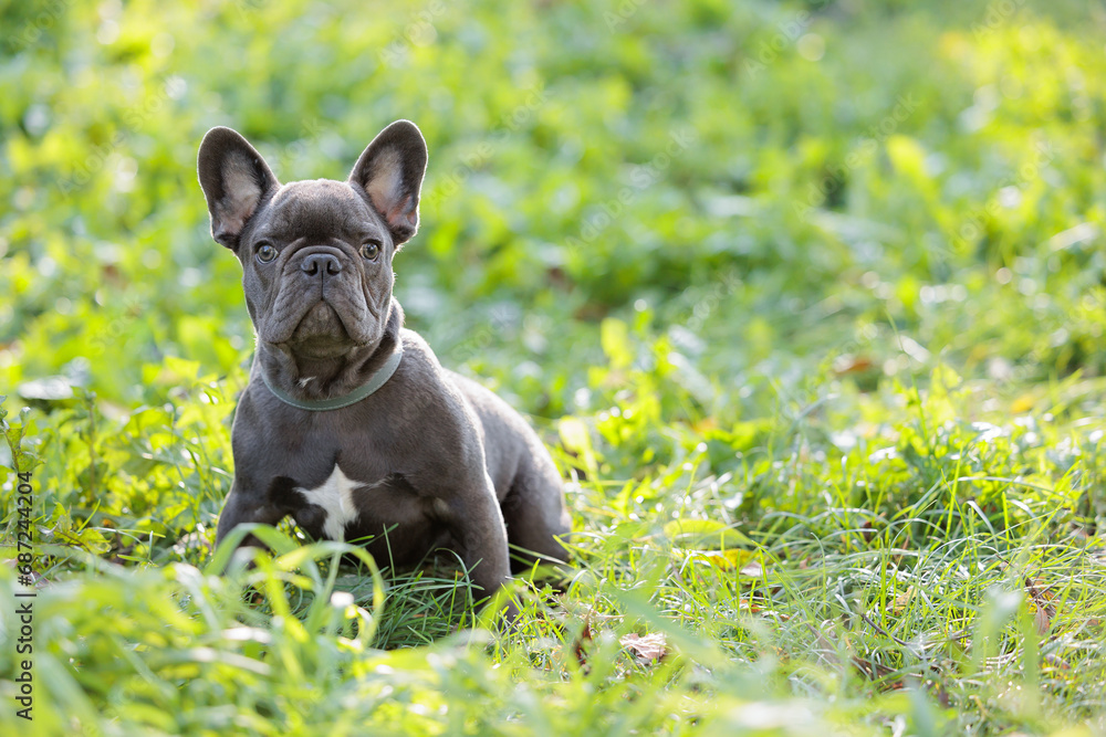 Active, smile and happy grey French bulldog puppy dog outdoors in grass park on sunny summer day