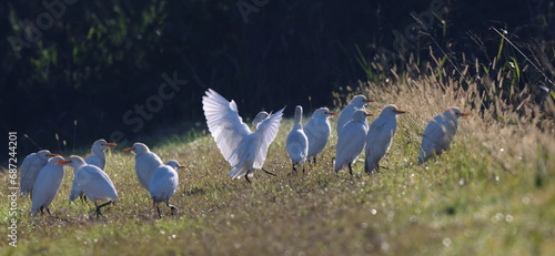 piccolini al mattino photo