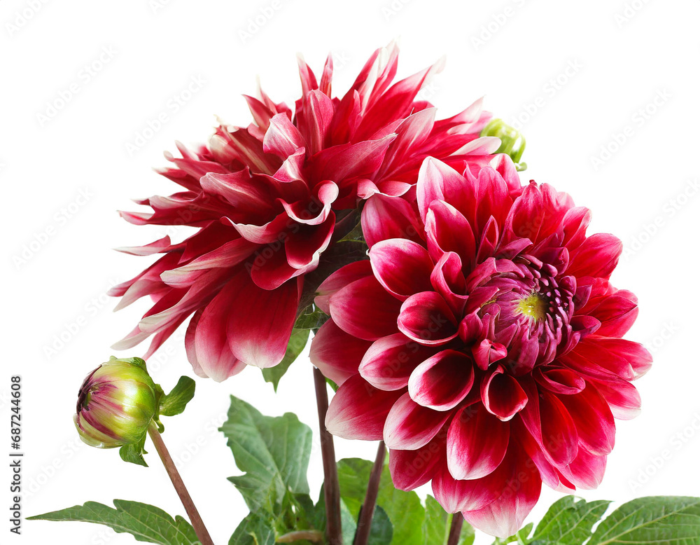 Dahlias isolated on white background, cutout Dahlias isolated on white background, cutout