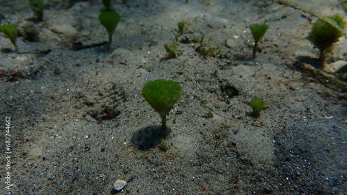 Green algae Merman's shaving brush (Penicillus capitatus) undersea, Aegean Sea, Greece, Halkidiki photo