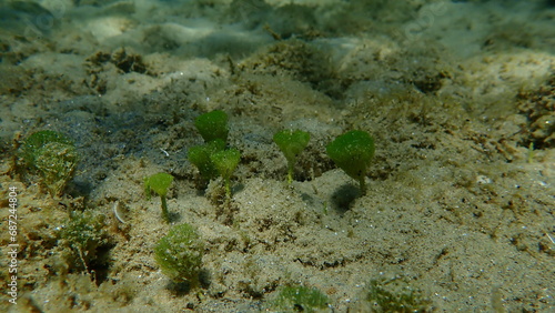 Green algae Merman's shaving brush (Penicillus capitatus) undersea, Aegean Sea, Greece, Halkidiki photo