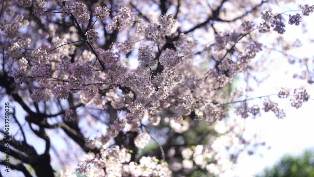 Himalayan Cherry (Paiyu) flower, Sour Cherry, wild flower from Nepal Cherry Blossom Himalayan Cherry (Paiyu) flower, Sour Cherry, wild flower from Nepal Cherry Blossom