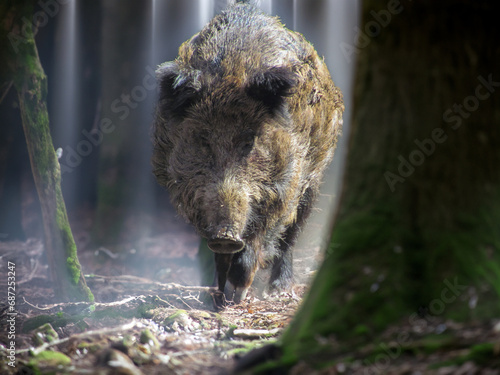 Wildschwein im Wald photo