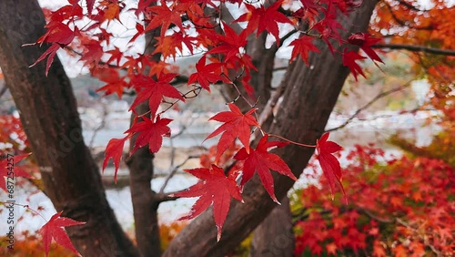 red maple leaves,autumn, water, tree, lake, landscape, nature, fall, river, trees, sky, forest, park, reflection, pond, green, foliage, season, beautiful, leaves, wood, blue, grass, natural, red, summ photo