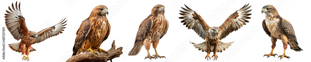 Birds of prey from different angles isolated on a transparent background in PNG format. A set of close-up images of hawks on a transparent background. Clipart of a flying hawk sitting on a branch Birds of prey from different angles isolated on a transparent background in PNG format. A set of close-up images of hawks on a transparent background. Clipart of a flying hawk sitting on a branch