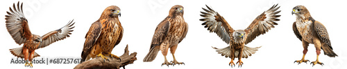 Birds of prey from different angles isolated on a transparent background in PNG format. A set of close-up images of hawks on a transparent background. Clipart of a flying hawk sitting on a branch