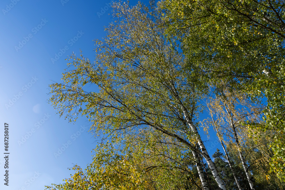 Fototapeta premium Birch forest with trees with yellow and green foliage