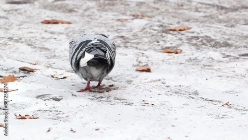 A city pigeon walks around and pecks in the snow looking for food photo