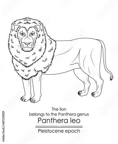 The lion belongs to the Panthera genus and first appeared in the Pleistocene epoch. Black and white line art, perfect for coloring and educational purposes.