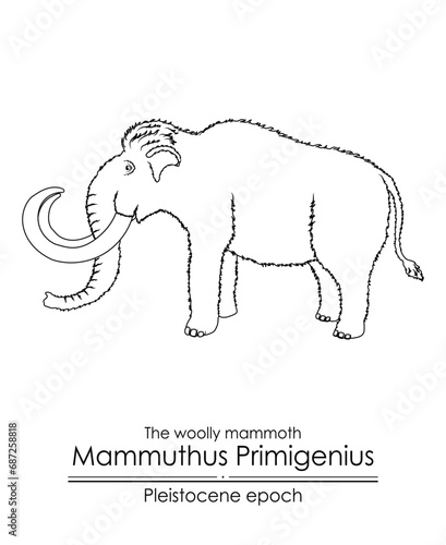 The woolly mammoth Mammuthus Primigenius from Pleistocene epoch.  Black and white line art, perfect for coloring and educational purposes. photo