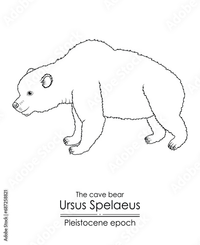 The cave bear Ursus Spelaeus from the Pleistocene epoch.  Black and white line art, perfect for coloring and educational purposes.