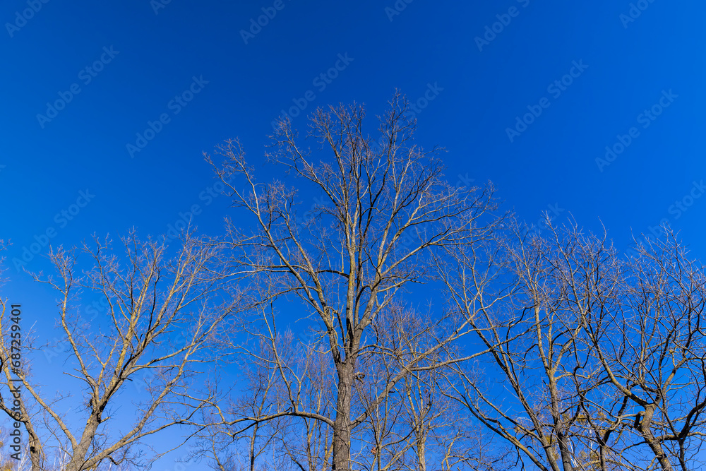 leafless birch trees in sunny weather in spring leafless birch trees in sunny weather in spring