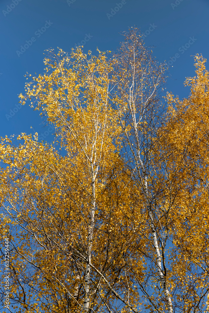 yellowed foliage on birch trees in the autumn season