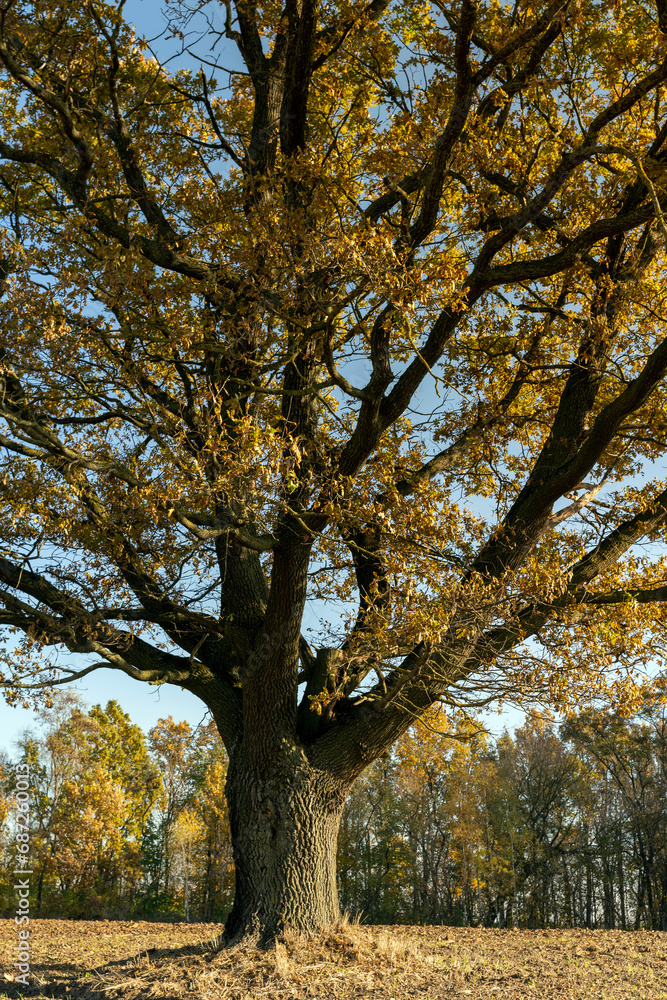 an old huge oak with orange autumn foliage