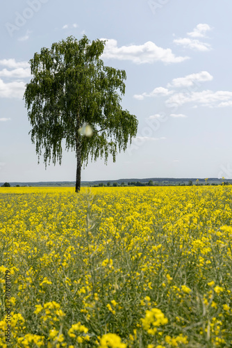 a field in spring during the flowering of rapeseed