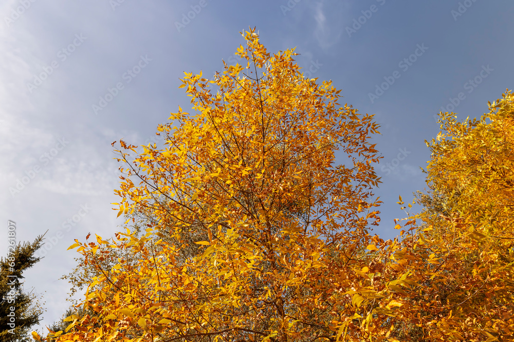 ash foliage changing color from green to yellow-orange