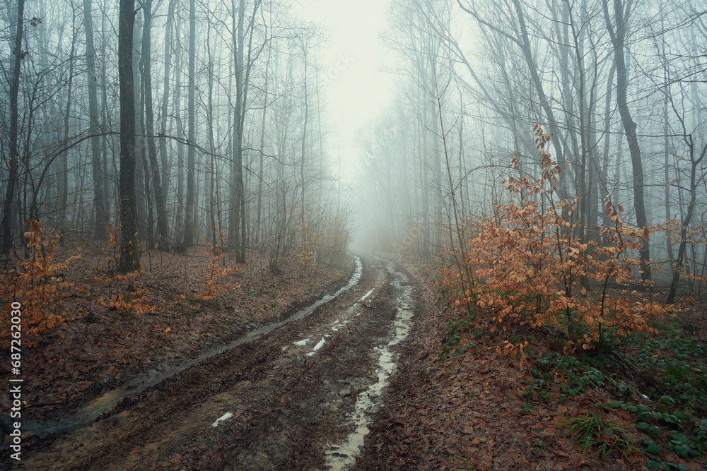 Dirty, washed out road in a foggy, winter forest