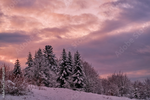 Picturesque winter morning in a mountain forest. The pink light of the rising sun clearly outlines the dark silhouettes of the fir trees