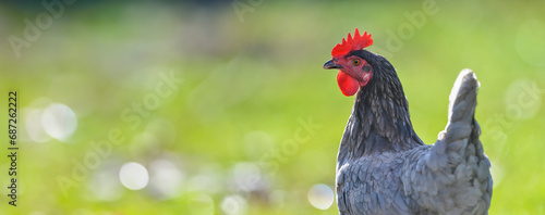 hen in the garden on a farm - free breeding photo