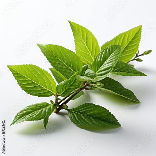 Tea leaf on  white background