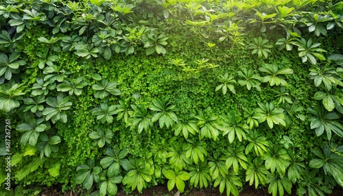 herb wall plant wall natural green wallpaper and background nature wall nature background of green forest