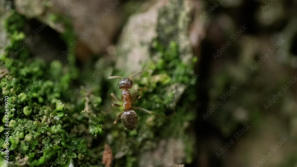 The Ant's View: Exploring the Intricate Details of a Tree-Dwelling Insect The Ant's View: Exploring the Intricate Details of a Tree-Dwelling Insect