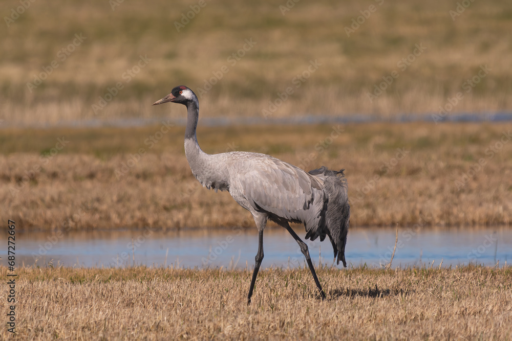 Common crane, Eurasian crane - Grus grus on meadow. Photo taken at Warta Mouth National Park in Poland. Common crane, Eurasian crane - Grus grus on meadow. Photo taken at Warta Mouth National Park in Poland.
