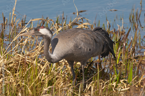 Common crane, Eurasian crane - Grus grus in reeds by shore. Photo taken at Warta Mouth National Park in Poland.