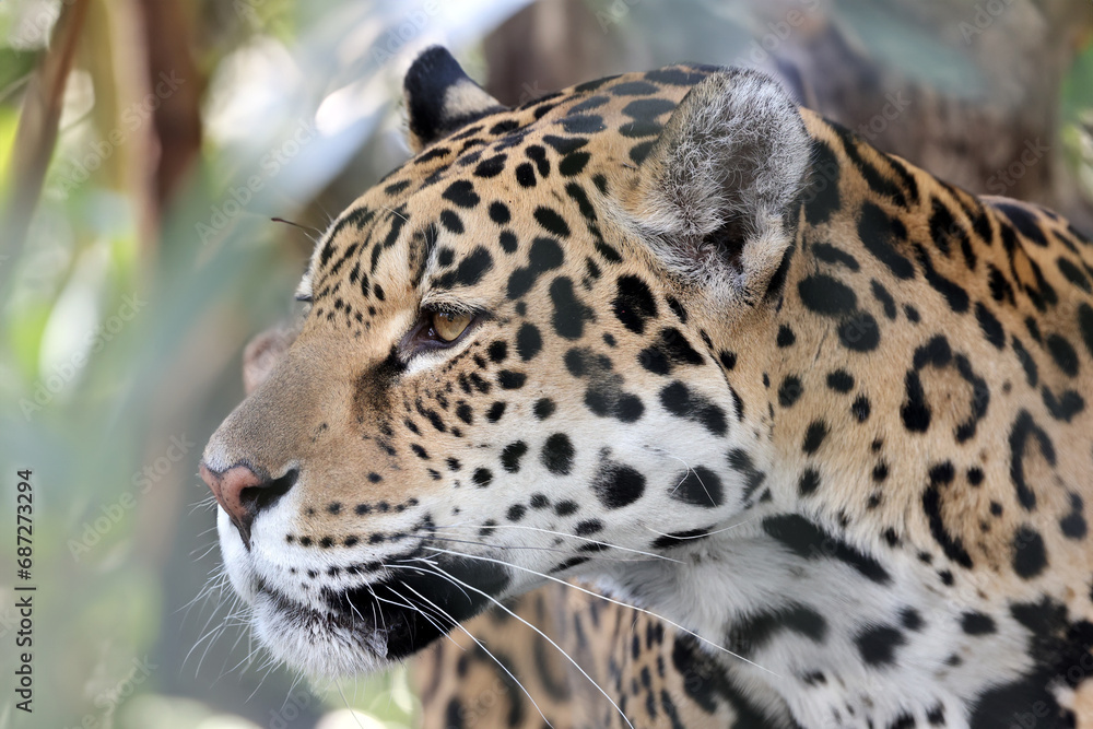 Jaguar (Panthera Onca) close up view Jaguar (Panthera Onca) close up view