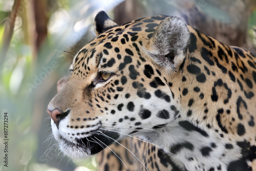 Jaguar  Panthera Onca  close up view