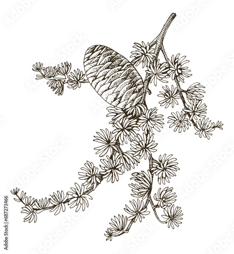 Cedrus atlantica tree branch vector