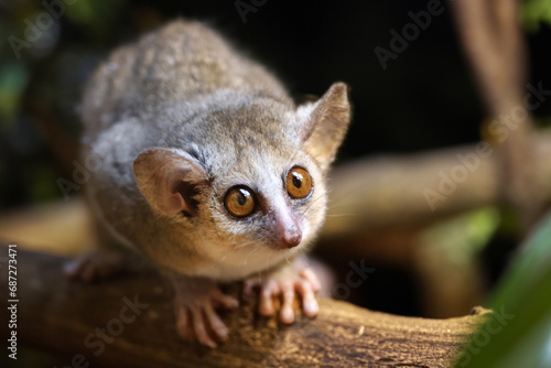 Gray mouse lemur (Microcebus murinus) close up view photo