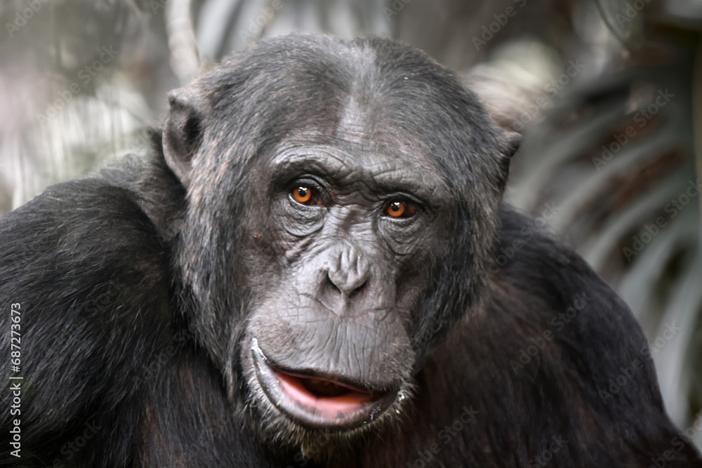Chimpanzee (Pan troglodytes) close up view Chimpanzee (Pan troglodytes) close up view
