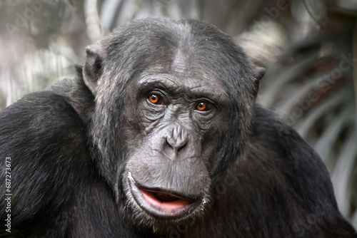 Chimpanzee (Pan troglodytes) close up view