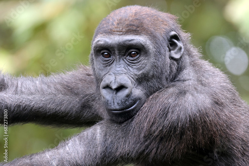 The western lowland gorilla (Gorilla gorilla gorilla)