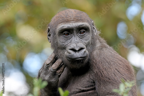 The western lowland gorilla (Gorilla gorilla gorilla)