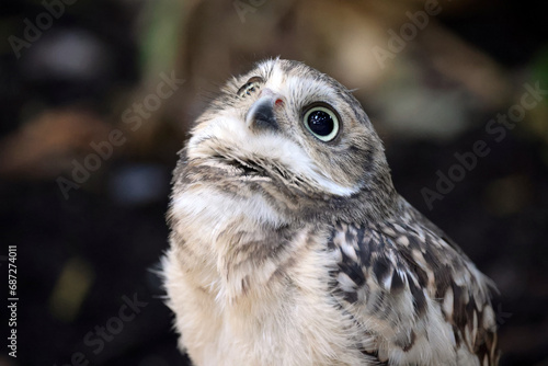 The burrowing owl (Athene cunicularia) close up view