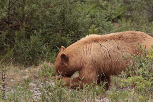 Shy Grizzly