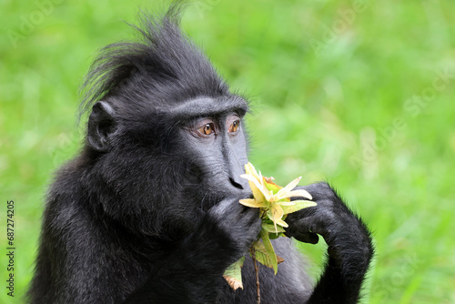 The Celebes crested macaque (Macaca nigra), also known as the crested black macaque, Sulawesi crested macaque, or the black ape