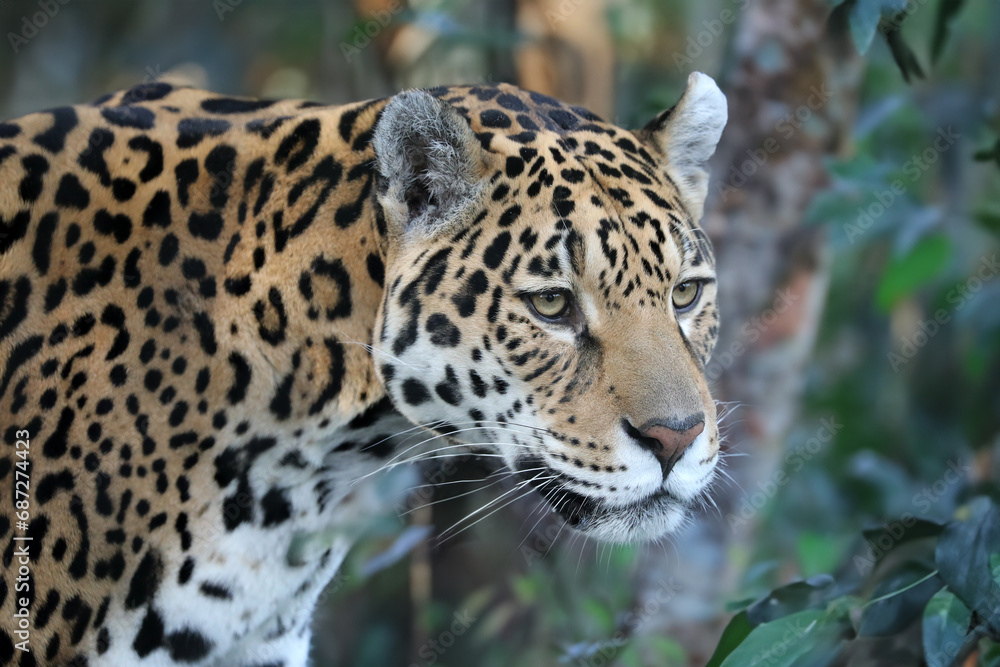 Jaguar (Panthera Onca) close up view Jaguar (Panthera Onca) close up view