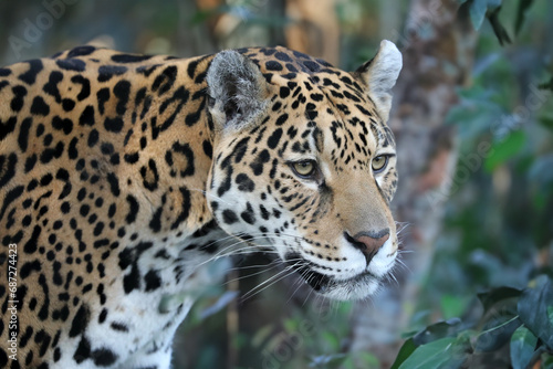Jaguar (Panthera Onca) close up view © Edwin Butter